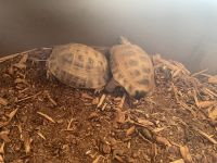 Russian Tortoise Reptiles for sale in Elk Grove, CA, USA. price: NA
