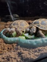 Russian Tortoise Reptiles for sale in Albuquerque, NM, USA. price: NA