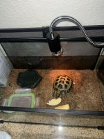 Russian Tortoise Reptiles for sale in Cerritos, CA, USA. price: NA
