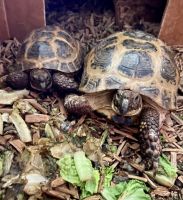 Russian Tortoise Reptiles for sale in Downingtown, PA 19335, USA. price: NA