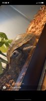 Russian Tortoise Reptiles for sale in 33 Spicer Dr, Abbottstown, PA 17301, USA. price: NA