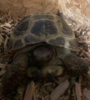 Russian Tortoise Reptiles for sale in Vancouver, Washington. price: $200