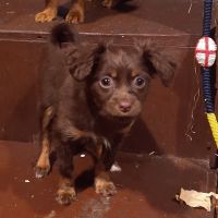 Russian Toy Terrier Puppies for sale in San Diego, CA, USA. price: NA