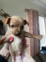 Russian Toy Terrier Puppies for sale in San Antonio, TX, USA. price: NA