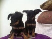 Russian Toy Terrier Puppies for sale in Phoenix, AZ, USA. price: NA