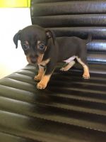 Russian Toy Terrier Puppies for sale in Columbus, OH, USA. price: NA