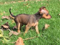 Russian Toy Terrier Puppies Photos