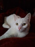 Russian White Cats for sale in Westerville, Ohio. price: NA