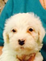 Saarlooswolfhond Puppies for sale in Haleiwa, HI 96712, USA. price: $600