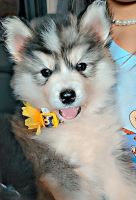 Sakhalin Husky Puppies for sale in Austell, GA, USA. price: NA
