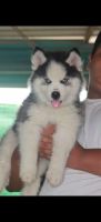 Sakhalin Husky Puppies for sale in Hyderabad, Telangana, India. price: 45000 INR