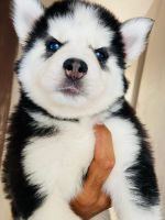 Sakhalin Husky Puppies for sale in Pune, Maharashtra, India. price: 35 INR