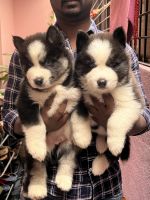 Sakhalin Husky Puppies for sale in Bengaluru, Karnataka 560076, India. price: 28000 INR
