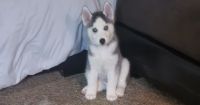 Sakhalin Husky Puppies for sale in 760 Laxford Rd, San Jacinto, CA 92583, USA. price: NA