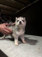 Sakhalin Husky Puppies for sale in Bellflower, CA, USA. price: NA