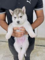 Sakhalin Husky Puppies for sale in VB City Rd, Railway Employees Colony Phase I, Railway Employees Colony, Bolarum, Secunderabad, Telangana 500014, India. price: 35000 INR