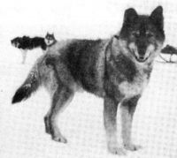 sakhalin husky dog