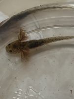 Salamander Amphibians Photos