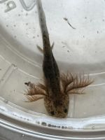 Salamander Amphibians for sale in Philadelphia, PA, USA. price: NA