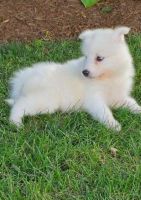 Samoyed Puppies for sale in Naples, IL 62621, USA. price: NA