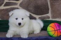 Samoyed Puppies for sale in Midland Park, NJ 07432, USA. price: NA