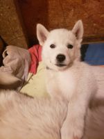 Samoyed Puppies for sale in Moses Lake, WA 98837, USA. price: NA