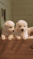 Samoyed Puppies for sale in STRATHMR MNR, KY 40205, USA. price: NA