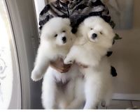 Samoyed Puppies for sale in Mesquite, TX, USA. price: NA