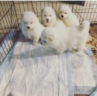 Samoyed Puppies Photos