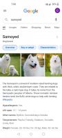 Samoyed Puppies for sale in Miami Gardens, FL 33054, USA. price: NA