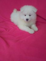 Samoyed Puppies for sale in Canton, MI, USA. price: NA