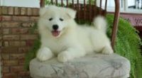 Samoyed Puppies for sale in Long Beach, CA, USA. price: NA