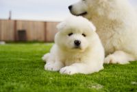 Samoyed Puppies for sale in Benicia, CA, USA. price: NA