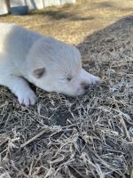 Samoyed Puppies for sale in Ralston, OK 74650, USA. price: NA