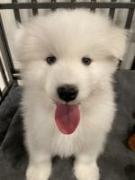 Samoyed Puppies for sale in Irvine, CA, USA. price: NA