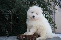 Samoyed Puppies for sale in New Britain, CT, USA. price: NA