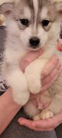 Samoyed Puppies for sale in Kennesaw, GA, USA. price: NA
