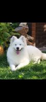 Samoyed Puppies for sale in 9776 TX-171, Itasca, TX 76055, USA. price: NA