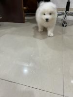 Samoyed Puppies for sale in Chandigarh, Punjab 148023, India. price: 85000 INR