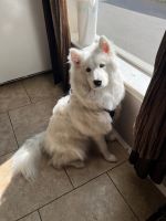 Samoyed Puppies for sale in Redmond, WA 98052, USA. price: NA