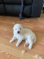Samoyed Puppies for sale in Falls Church, VA, USA. price: NA