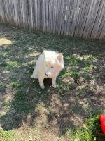 Samoyed Puppies for sale in Fort Worth, TX, USA. price: NA