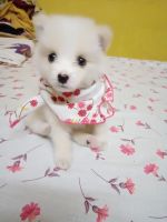 Samoyed Puppies for sale in Mall Rd, K.B.Sarani, Golpark, South Dumdum, West Bengal 700080, India. price: 3000 INR