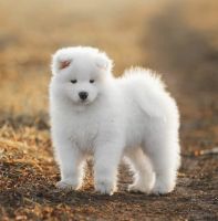 Samoyed Puppies for sale in Falls Church, VA, USA. price: NA
