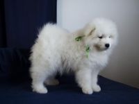 Samoyed Puppies for sale in 1776 Polk St, Hollywood, FL 33020, USA. price: NA