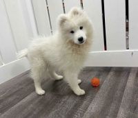 Samoyed Puppies for sale in Grand Blanc, MI 48439, USA. price: NA
