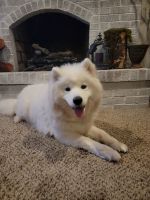 Samoyed Puppies for sale in Argos, IN 46501, USA. price: NA