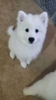 Samoyed Puppies for sale in Hercules, CA, USA. price: NA