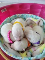 Samoyed Puppies for sale in South Jordan, UT, USA. price: NA