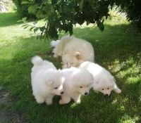 Samoyed Puppies for sale in Descanso, CA 91916, USA. price: NA